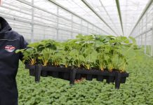 Nowa szklarnia do produkcji sadzonek truskawki