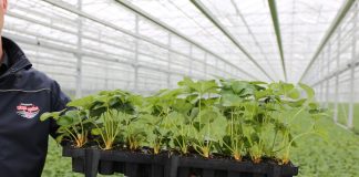 Nowa szklarnia do produkcji sadzonek truskawki