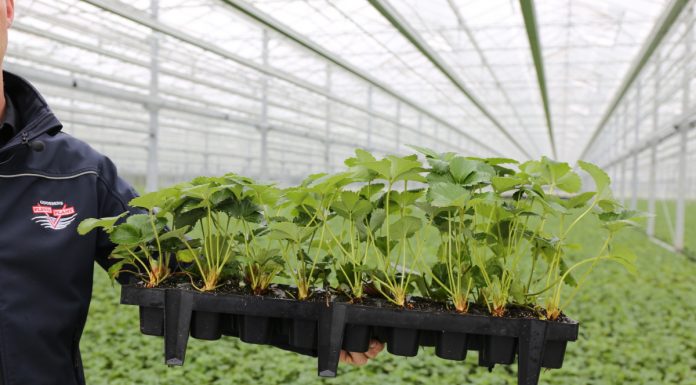 Nowa szklarnia do produkcji sadzonek truskawki