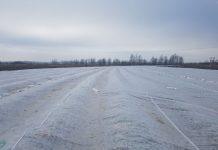 Truskawki pod agrowłókniną mają się dobrze