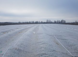 Truskawki pod agrowłókniną mają się dobrze