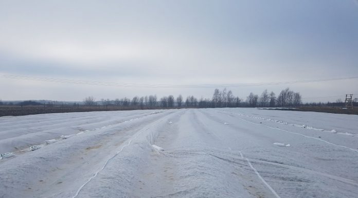 Truskawki pod agrowłókniną mają się dobrze