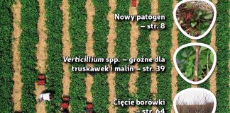 Jagodnik 1/2020 już w sprzedaży