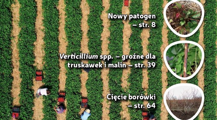 Jagodnik 1/2020 już w sprzedaży