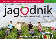 Jagodnik 2/2020 – już w sprzedaży