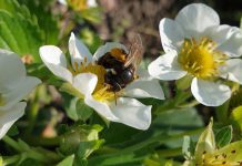 Kwiaty truskawek równie atrakcyjne dla pszczół co rzepak