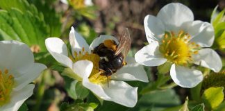 Kwiaty truskawek równie atrakcyjne dla pszczół co rzepak