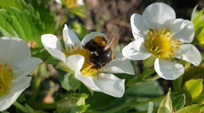 Kwiaty truskawek równie atrakcyjne dla pszczół co rzepak
