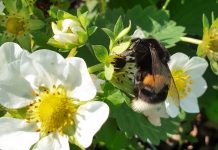 Czy bakterie przenoszone przez trzmiele mogą poprawić mikrobiom kwiatów truskawki?