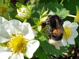 Czy bakterie przenoszone przez trzmiele mogą poprawić mikrobiom kwiatów truskawki?