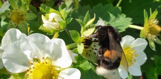 Czy bakterie przenoszone przez trzmiele mogą poprawić mikrobiom kwiatów truskawki?