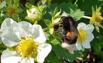 Czy bakterie przenoszone przez trzmiele mogą poprawić mikrobiom kwiatów truskawki?