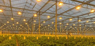 Nowe technologie w uprawie jagodowych (cz. II)