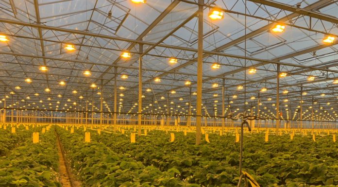 Nowe technologie w uprawie jagodowych (cz. II)