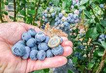 Borówka wysoka – nowe plantacje wymagają rozwagi, cz. II