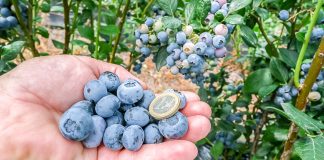 Potrzebne zmiany na borówkowych plantacjach – odmiany, systemy uprawy i zbiór