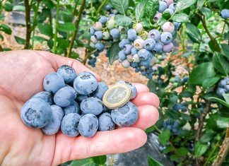 Potrzebne zmiany na borówkowych plantacjach – odmiany, systemy uprawy i zbiór