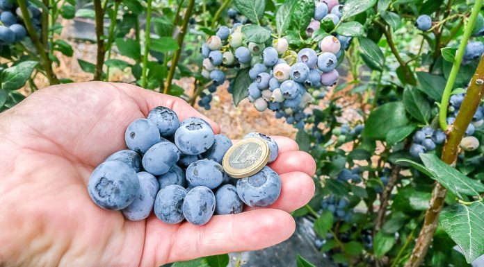 Borówka wysoka – nowe plantacje wymagają rozwagi, cz. II