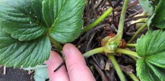 Truskawki w tunelach – kondycja roślin i zalecenia