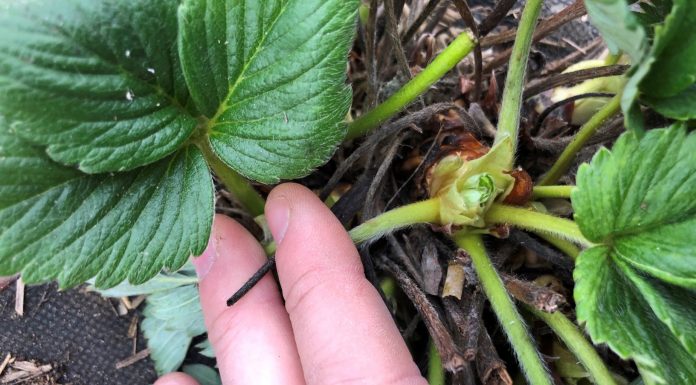 Truskawki w tunelach – kondycja roślin i zalecenia