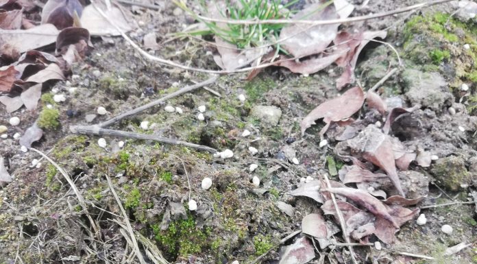 Jest zgoda na dopłaty do nawozów. Kiedy składać wnioski?