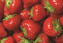 Rozwiązanie do zwalczania szarej pleśni w truskawkach