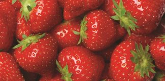 Rozwiązanie do zwalczania szarej pleśni w truskawkach