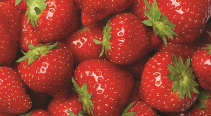 Rozwiązanie do zwalczania szarej pleśni w truskawkach