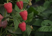 Maliny przemysłowe – niepewne nastroje? Czy grozi nam masowy import malin?