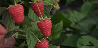 Maliny przemysłowe – niepewne nastroje? Czy grozi nam masowy import malin?