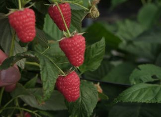 Maliny przemysłowe – niepewne nastroje? Czy grozi nam masowy import malin?