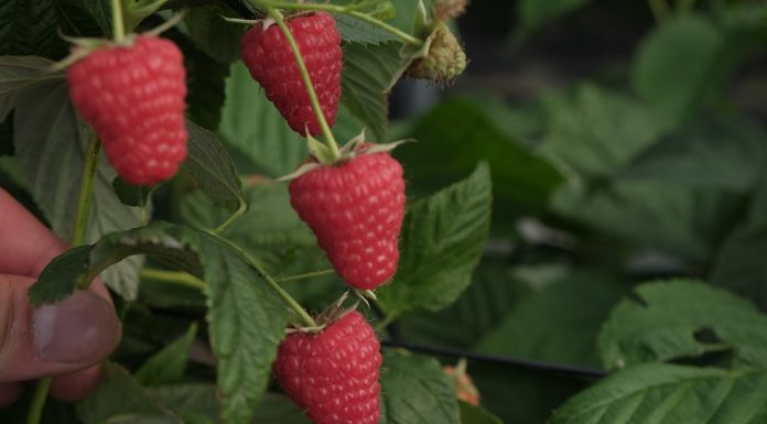 Maliny przemysłowe – niepewne nastroje? Czy grozi nam masowy import malin?