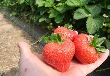 Zostań członkiem Stowarzyszenia Plantatorów Truskawki