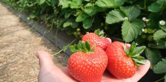 Zostań członkiem Stowarzyszenia Plantatorów Truskawki