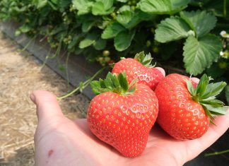 Zostań członkiem Stowarzyszenia Plantatorów Truskawki