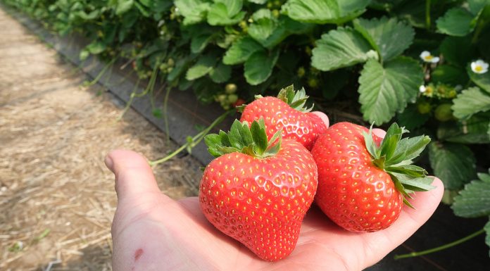 Zostań członkiem Stowarzyszenia Plantatorów Truskawki