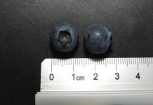 Co dzieje się z odmianą borówki 'KazPliszka’?