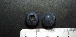 Co dzieje się z odmianą borówki 'KazPliszka’?