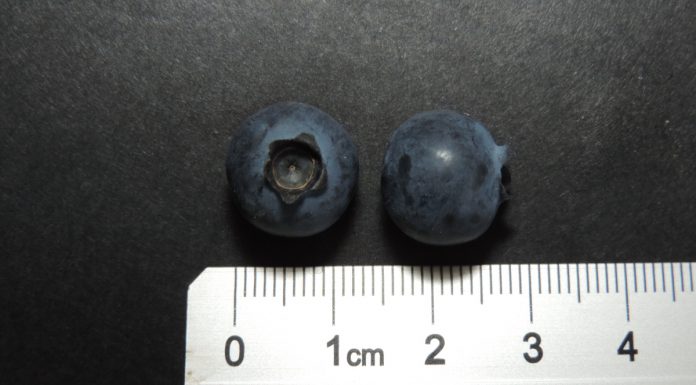 Co dzieje się z odmianą borówki 'KazPliszka’?