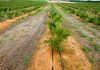 Borówka wysoka – nowe plantacje wymagają rozwagi, cz. I