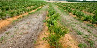 Borówka wysoka – nowe plantacje wymagają rozwagi, cz. I