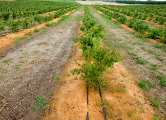 Borówka wysoka – nowe plantacje wymagają rozwagi, cz. I