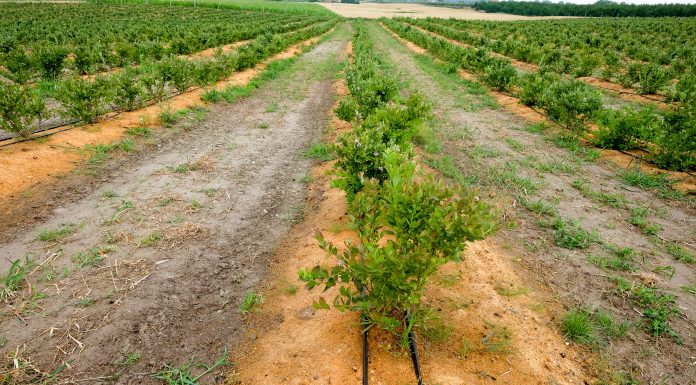 Borówka wysoka – nowe plantacje wymagają rozwagi, cz. I