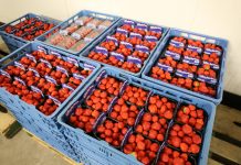 Sonsation – odmiana truskawek do uprawy w szklarni i w tunelu