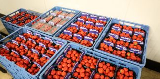 Sonsation – odmiana truskawek do uprawy w szklarni i w tunelu