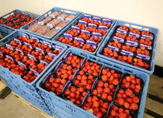 Sonsation – odmiana truskawek do uprawy w szklarni i w tunelu