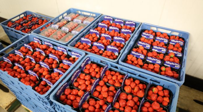 Sonsation – odmiana truskawek do uprawy w szklarni i w tunelu