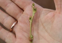 Plantatorzy borówki liczą pierwsze straty