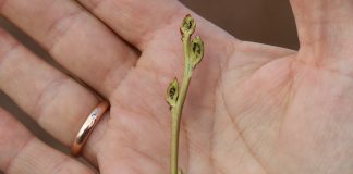 Plantatorzy borówki liczą pierwsze straty