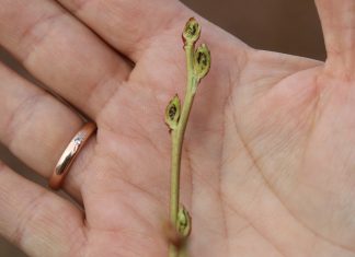 Plantatorzy borówki liczą pierwsze straty